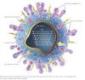 http://viromag.wordpress.com/2009/02/06/avian-influenza-some-facts/